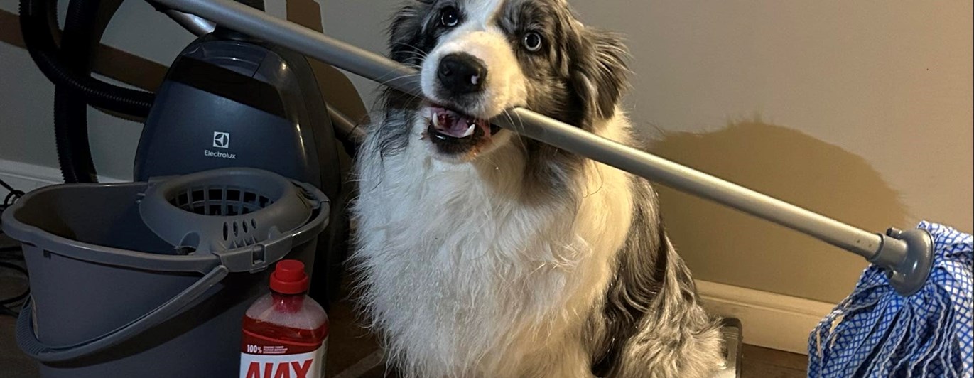 Aussie som håller en skurmopp i munnen