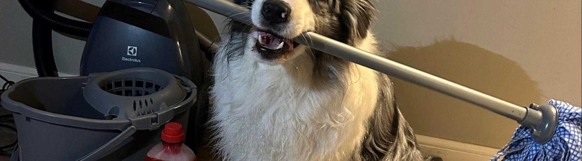 Aussie som håller en skurmopp i munnen