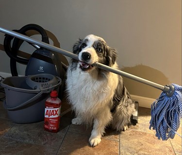 Aussie som håller en skurmopp i munnen