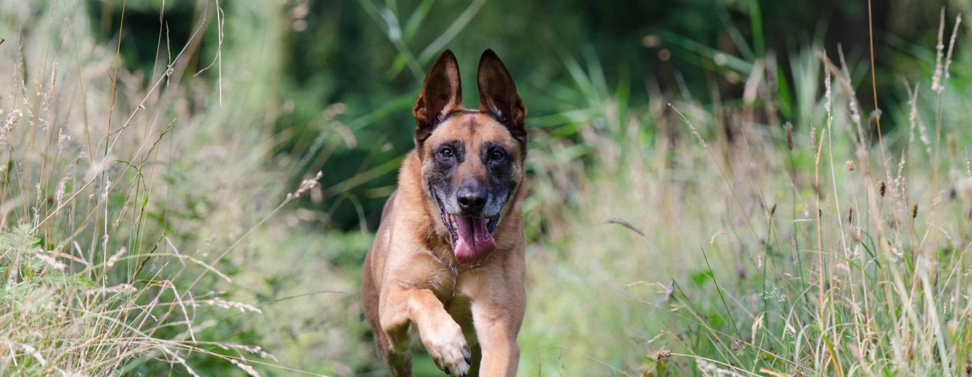 Springande malinois utbildningsfilmer