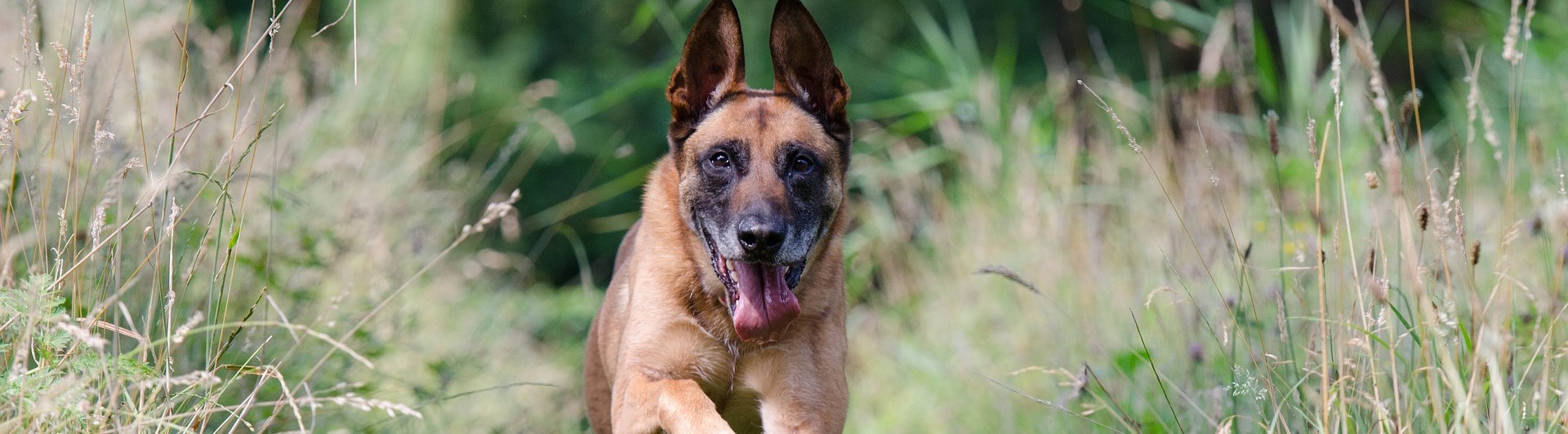 Springande malinois utbildningsfilmer