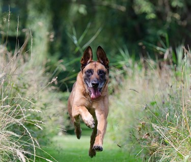 Springande malinois utbildningsfilmer