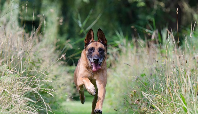 Springande malinois utbildningsfilmer