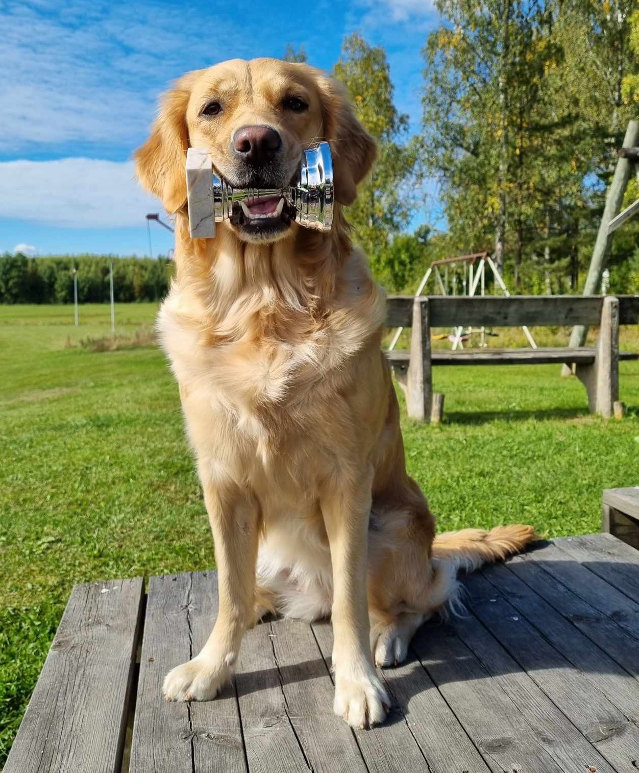 Hund med pokal i munnen