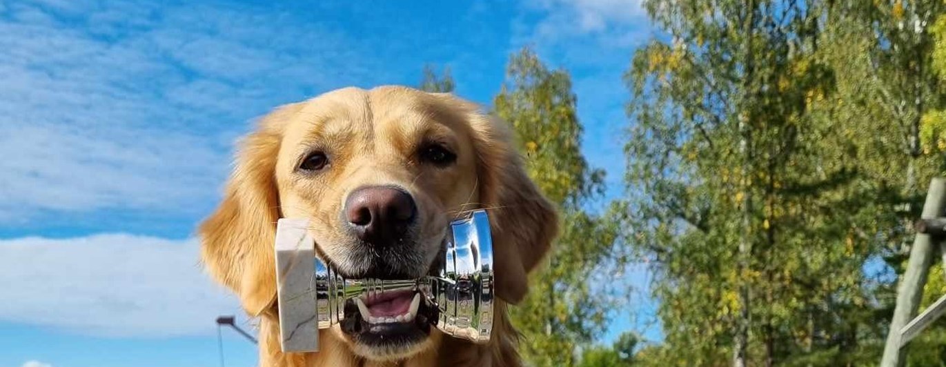 Hund med pokal i munnen