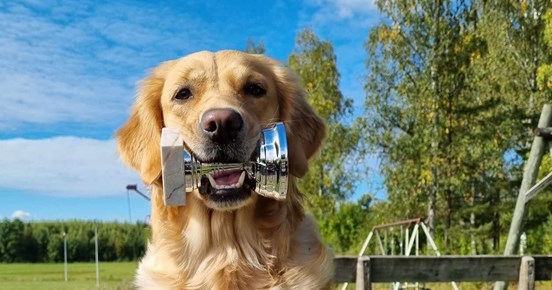 Hund med pokal i munnen
