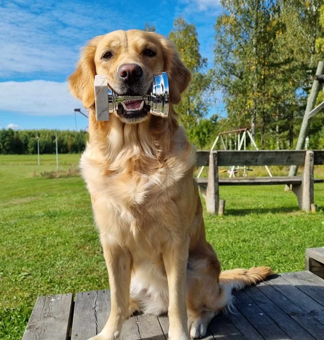 Hund med pokal i munnen