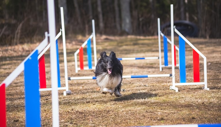 Årets Hund 2025 Jönköpings Brukshundklubb
