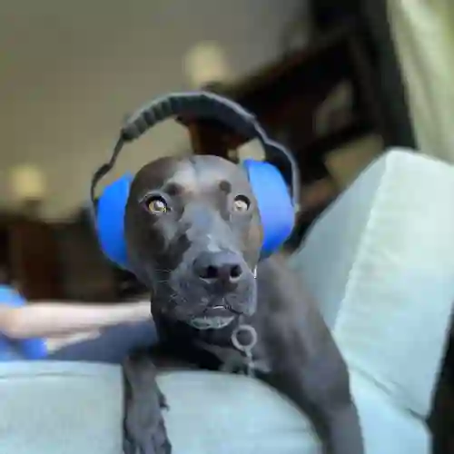 Hund med hörselskydd