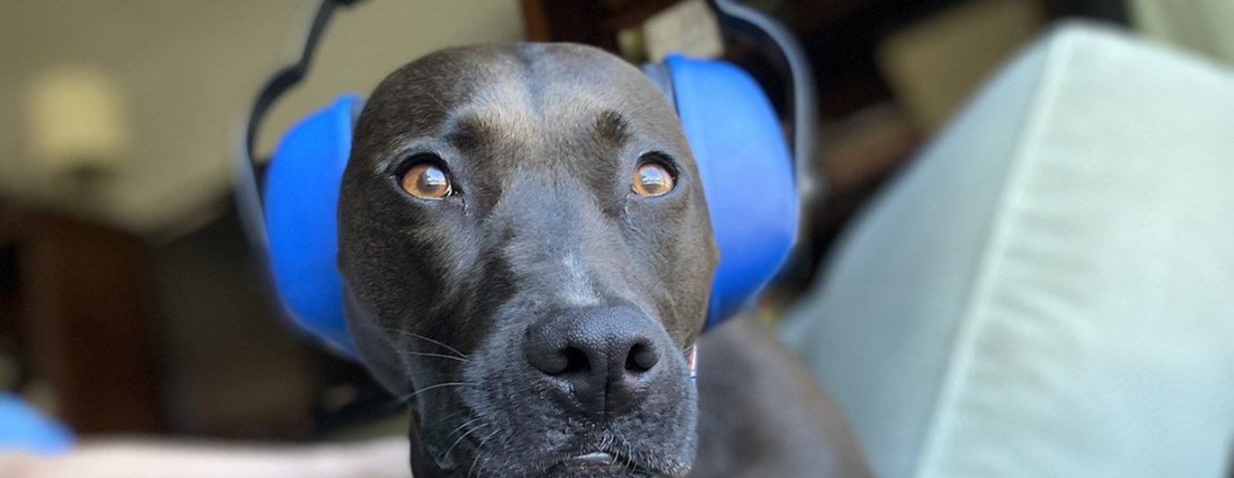 Hund med hörselskydd