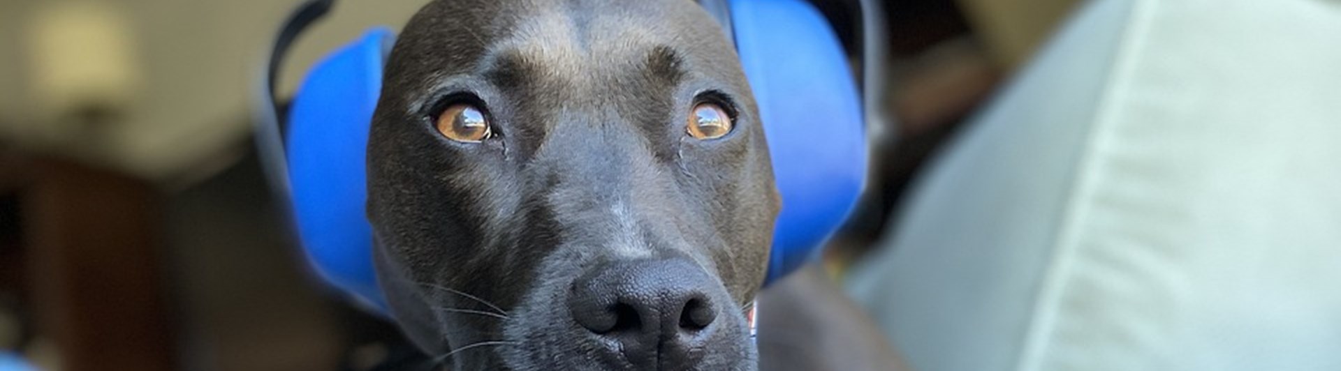 Hund med hörselskydd