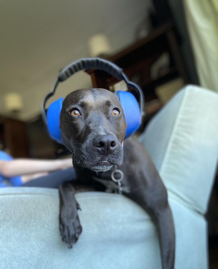 Hund med hörselskydd