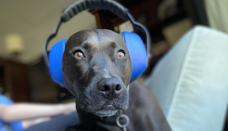 Hund med hörselskydd