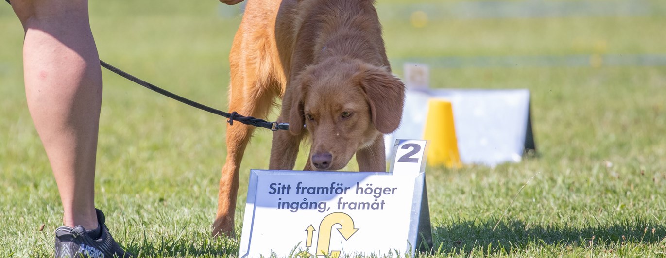 Rallylydnad. Hund som läser skylt