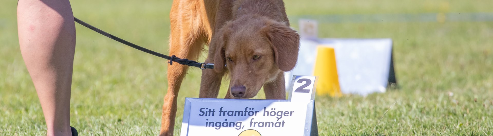 Rallylydnad. Hund som läser skylt