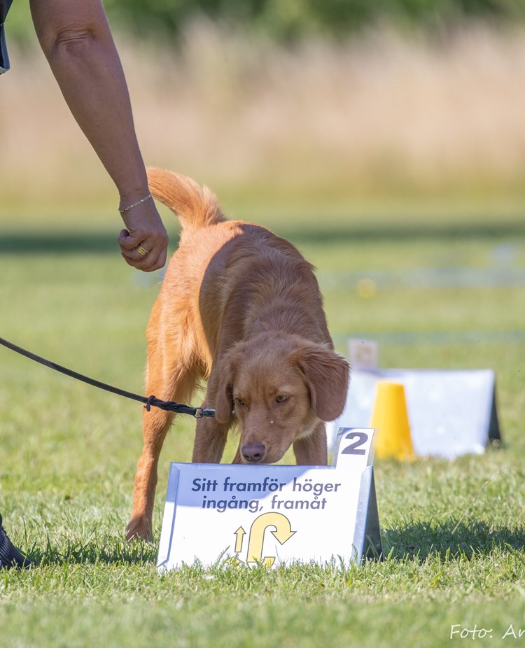 Rallylydnad. Hund som läser skylt