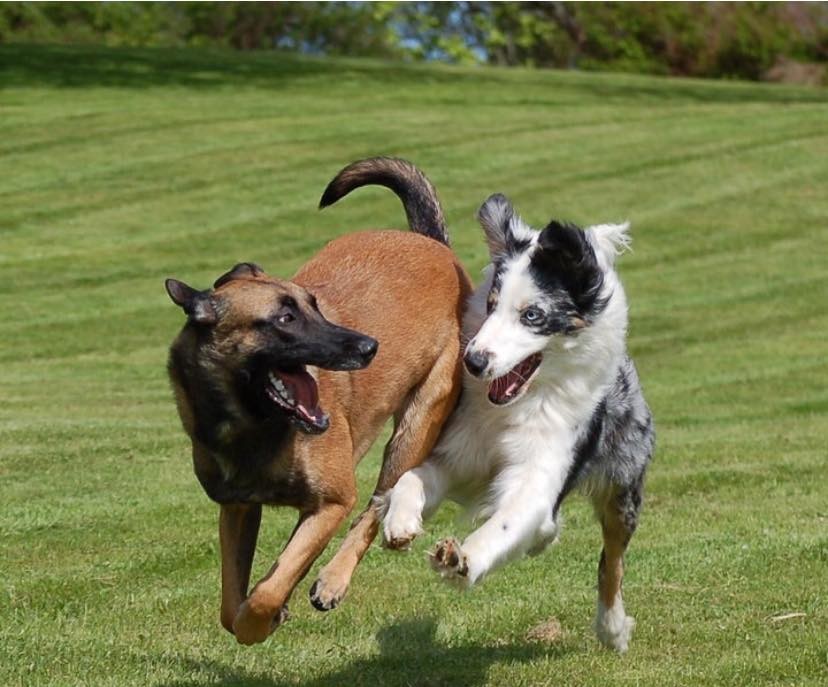 Malinois och australian shepherd leker