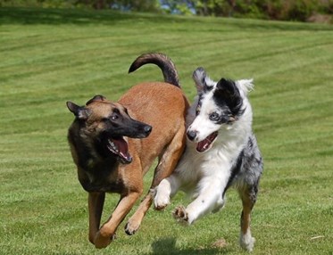 Malinois och australian shepherd leker