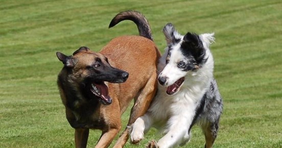 Malinois och australian shepherd leker