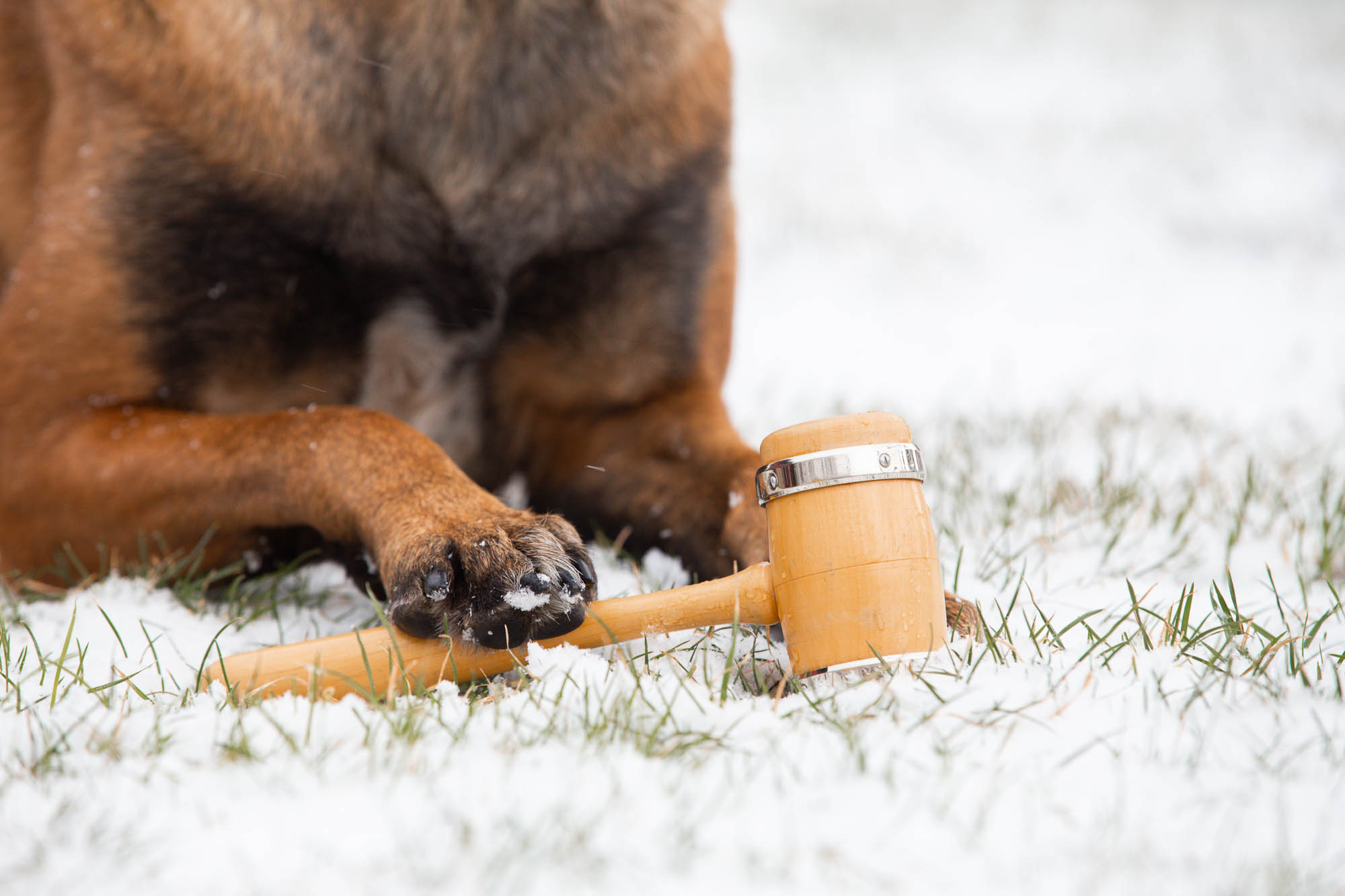 Hund med ordförandeklubba