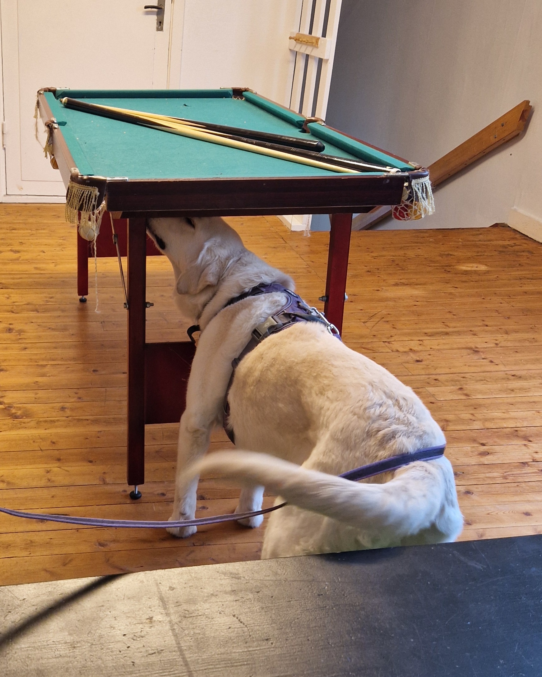 såecialsök biljardbord