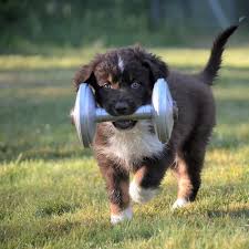 Valp som springer med en metallapport i munnen