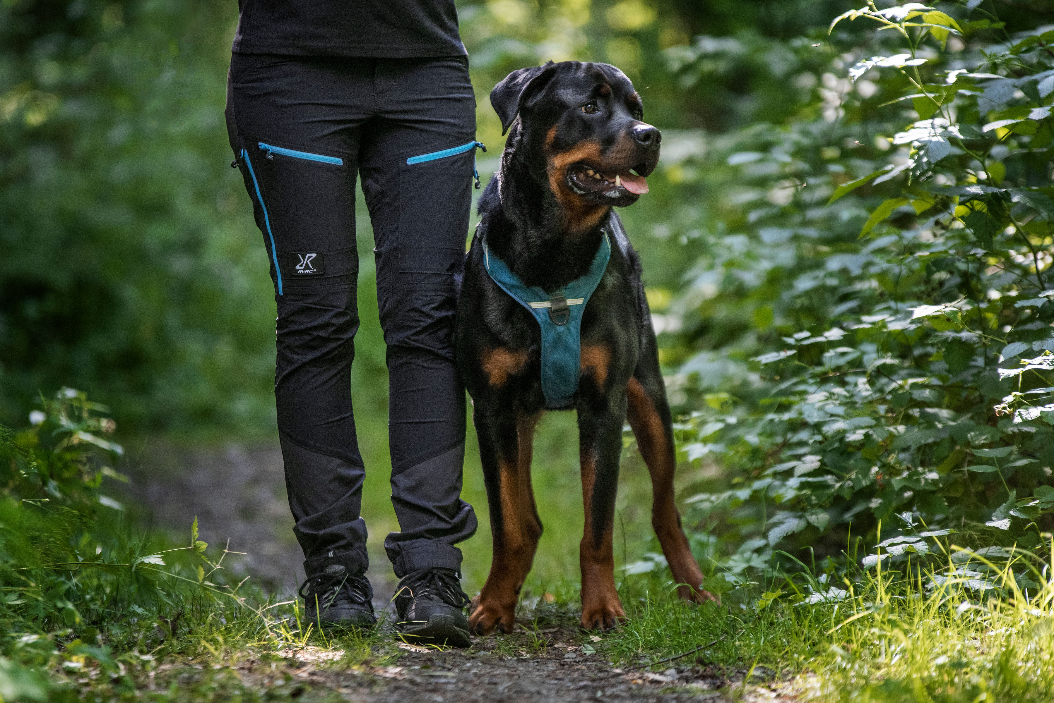 Rottweiler i skogen