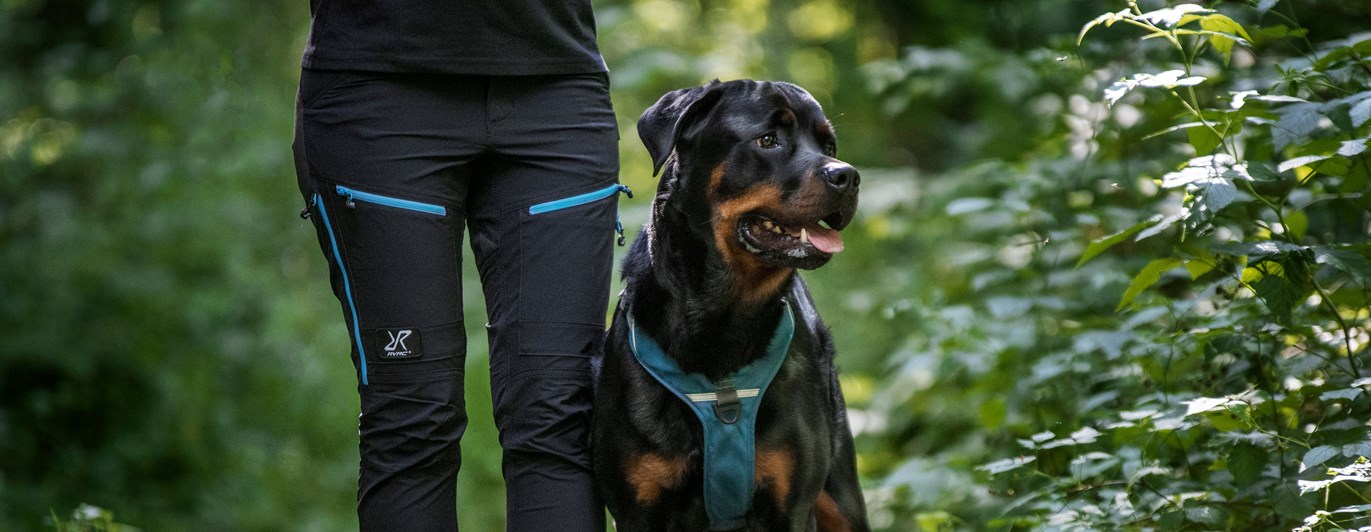 Rottweiler i skogen