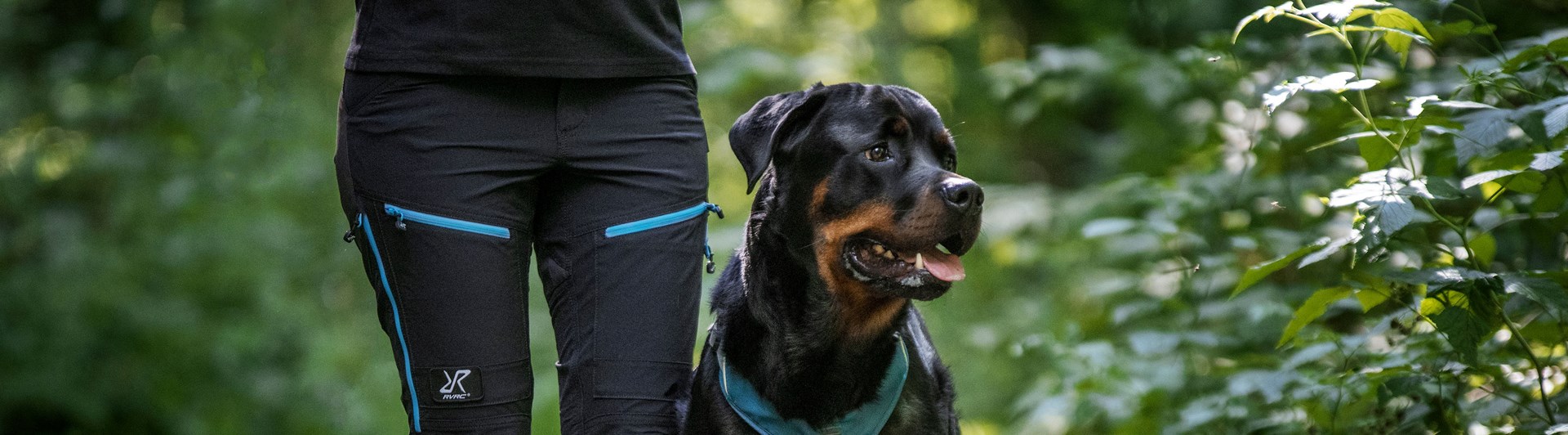 Rottweiler i skogen