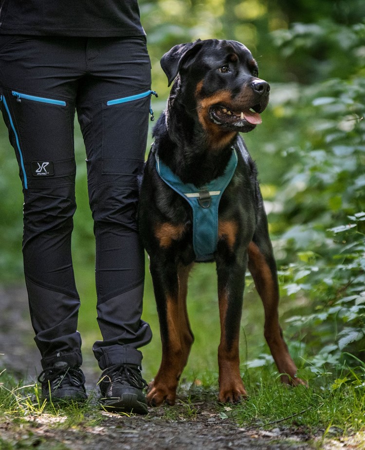 Rottweiler i skogen