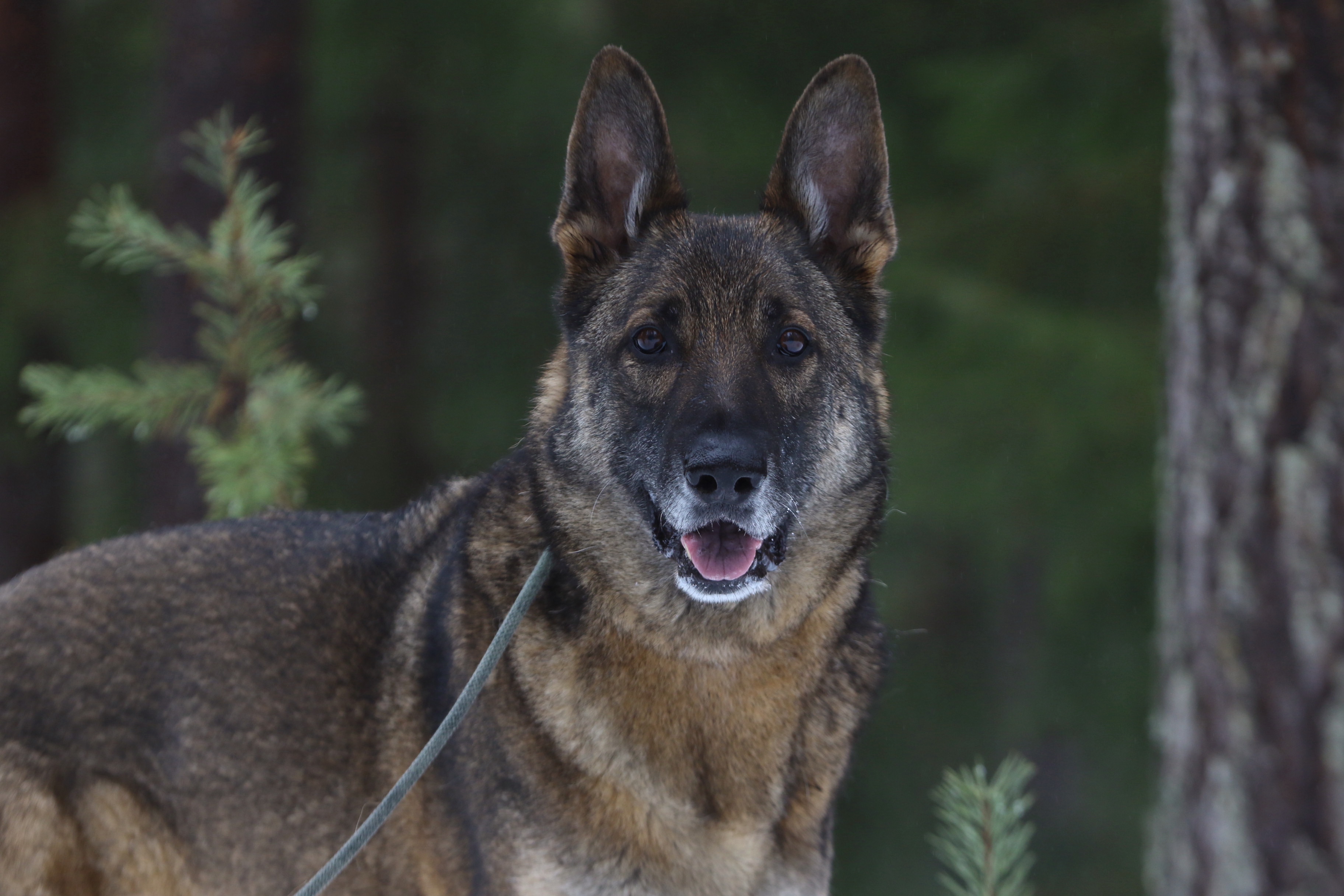 Nedansiljans brukshundsklubb