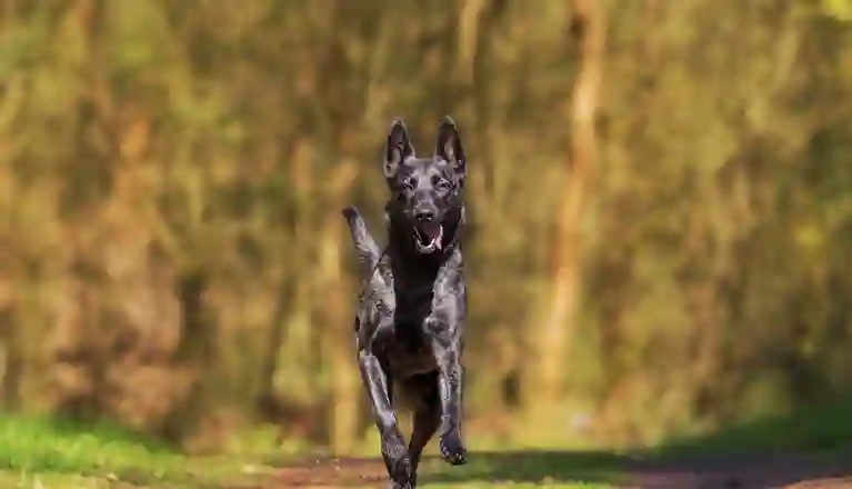 Hund som springer
