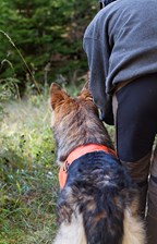 Tjänstehund (1)