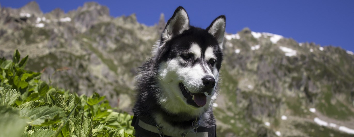 Bild som visar husky i sommaralper.