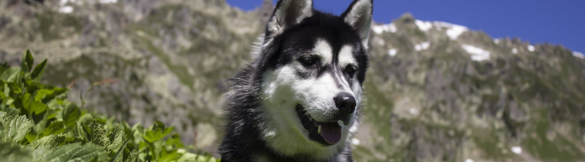 Bild som visar husky i sommaralper.