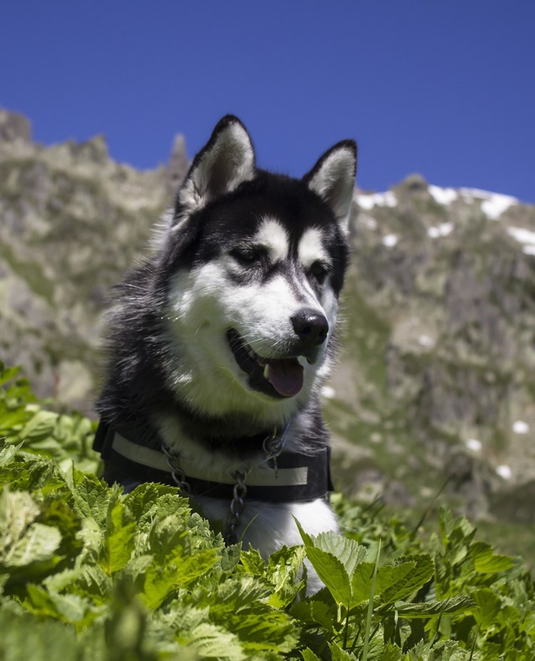 Bild som visar husky i sommaralper.