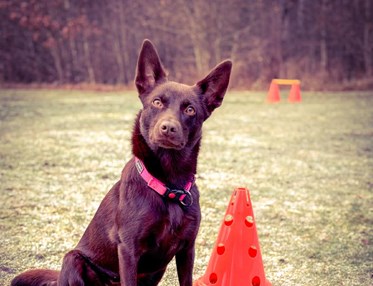 Australian Kelpie sitter brevid apport och kon
