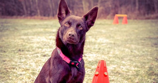 Australian Kelpie sitter brevid apport och kon