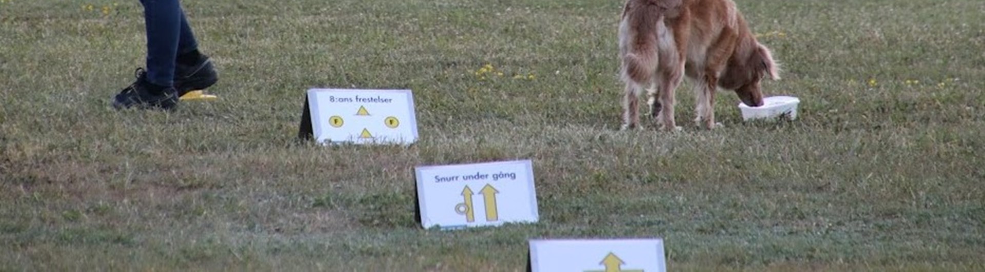 Åttans frestelse på Rallylydnadstävling