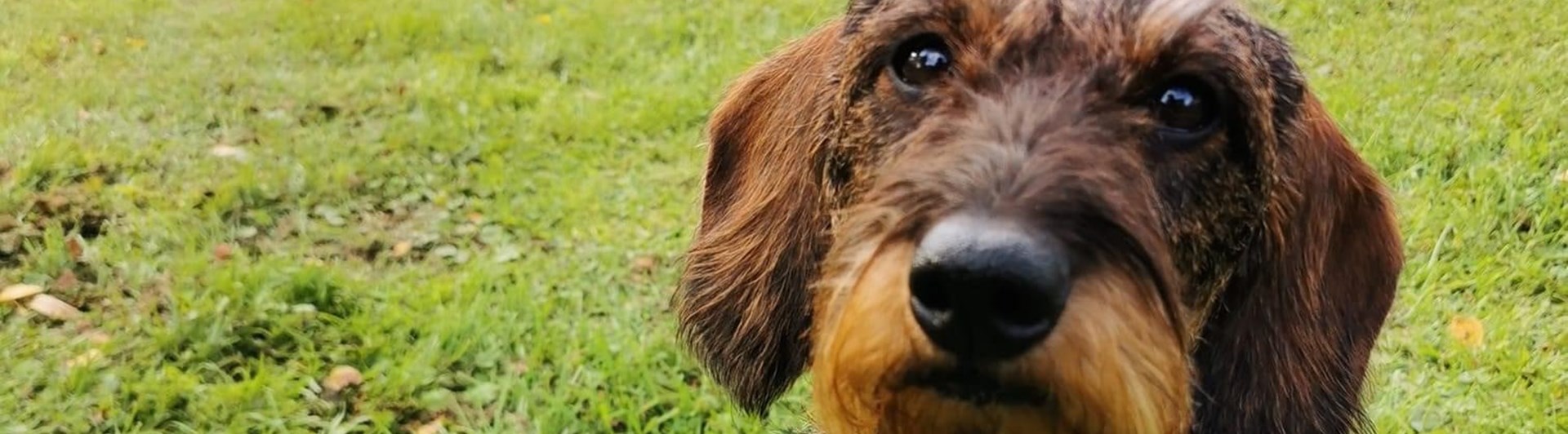 Hund av rasen tax kollar in i kameran. I bakgrunden syns agilityhinder och ett ekipage som tränar.