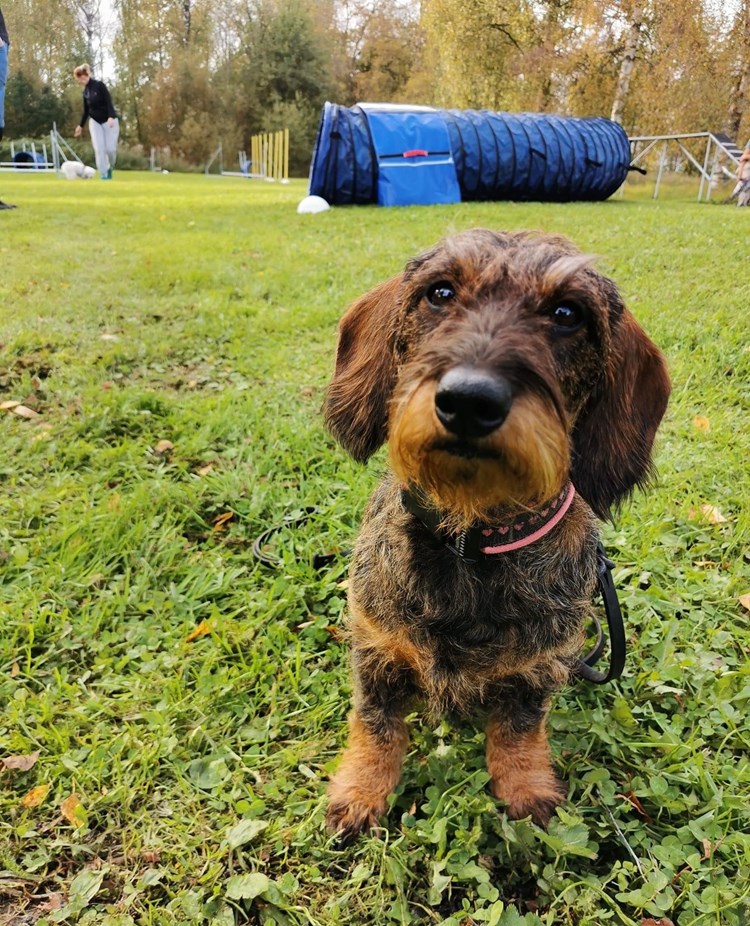 Hund av rasen tax kollar in i kameran. I bakgrunden syns agilityhinder och ett ekipage som tränar.