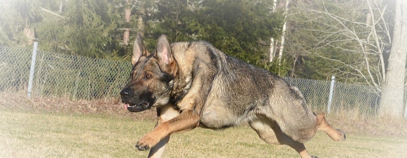 Schäfer som springer över gräsplanen