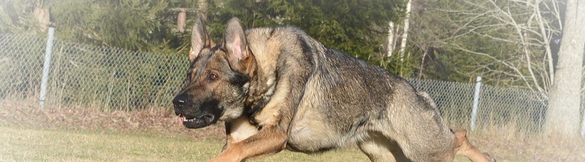 Schäfer som springer över gräsplanen