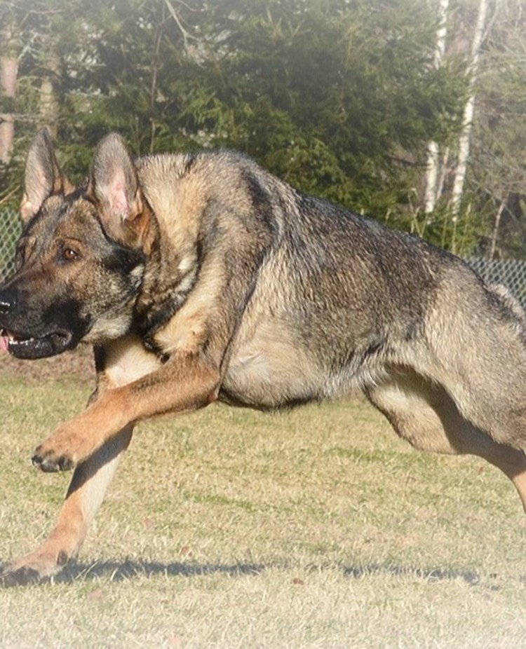 Schäfer som springer över gräsplanen