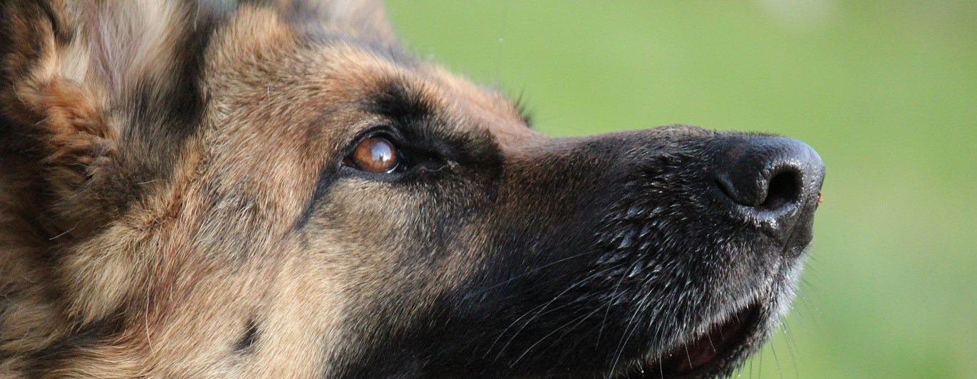 närbild på schäfers huvud