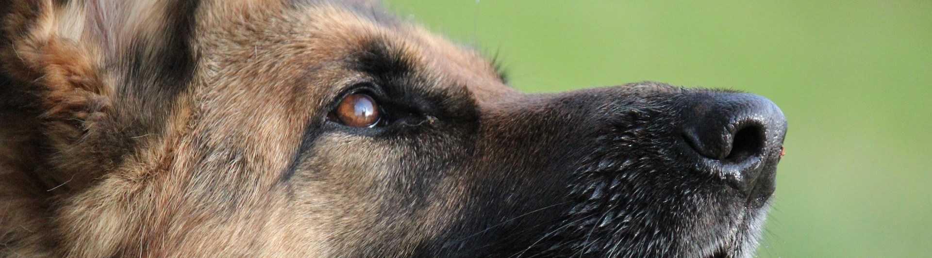 närbild på schäfers huvud