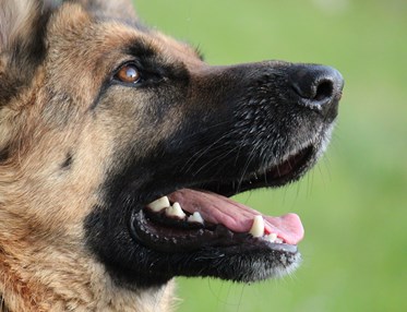 närbild på schäfers huvud