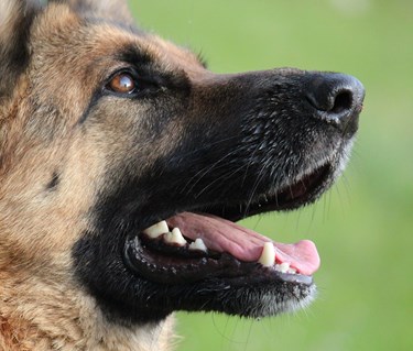 närbild på schäfers huvud