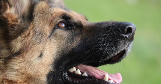 närbild på schäfers huvud