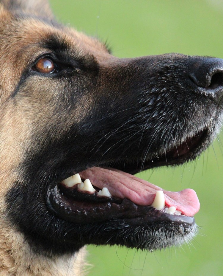 närbild på schäfers huvud